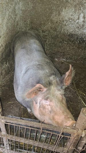 de vinzare  - imagine 2