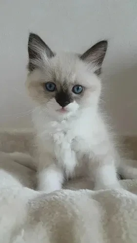 Fetița Ragdoll superbă 