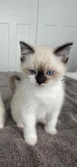 Ragdoll fetița superba