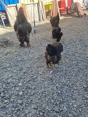 Vand familie BRAHMA - imagine 2