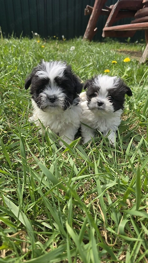 Șhih-Tzu Fetiță și Băiat - imagine 4