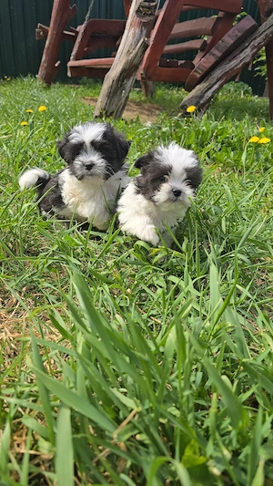 Șhih-Tzu Fetiță și Băiat - imagine 3