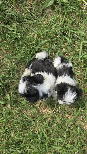 Șhih-Tzu Fetiță și Băiat - imagine 2