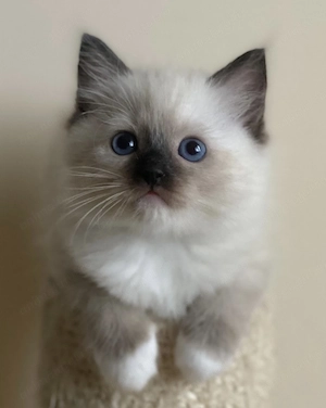 Fetița Ragdoll superbă 900 lei