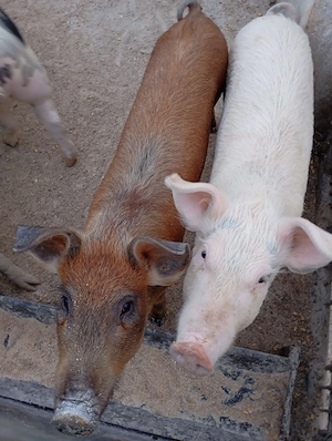 De vânzare grăsuni 