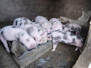 vand purcei  - imagine 3