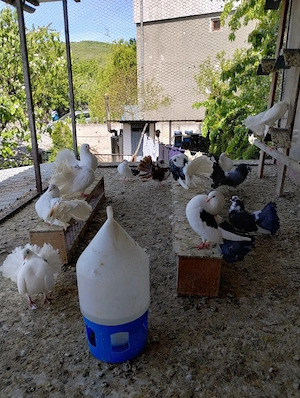 Porumbei Ornament  - imagine 2