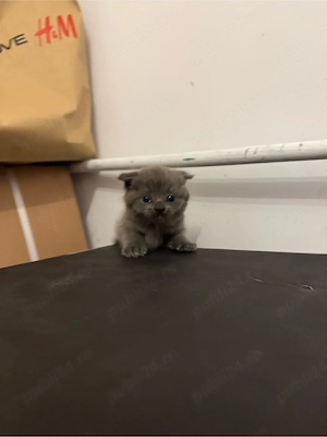 pisica british shorthair   scottish fold - imagine 2