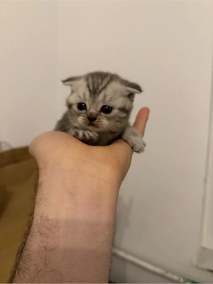 pisica british shorthair   scottish fold