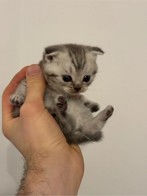 pisica british shorthair   scottish fold - imagine 4