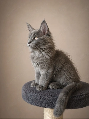 Puiuti maine coon - imagine 3