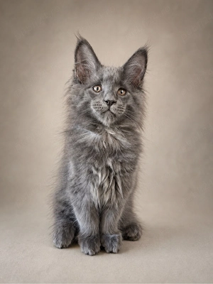 Puiuti maine coon - imagine 2