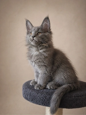 Puiuti maine coon