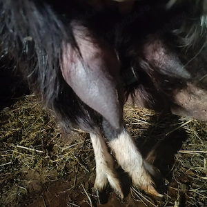 Capra bună de lapte ,carpatina