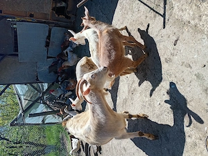 Vând iezi sanen și o prășitoare pe 5 rânduri  - imagine 2