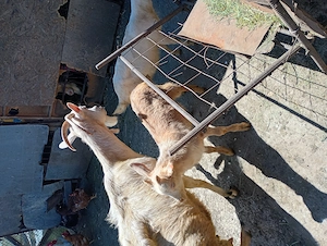 Vând iezi sanen și o prășitoare pe 5 rânduri  - imagine 3