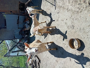 Vând iezi sanen și o prășitoare pe 5 rânduri  - imagine 4