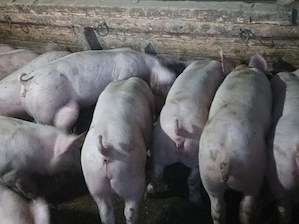 Soldanei de carne 45-50 kg - imagine 5