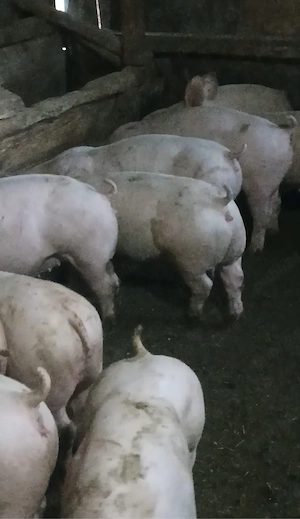 Soldanei de carne 45-50 kg - imagine 3