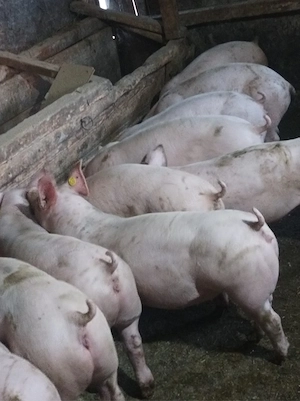 Soldanei de carne 45-50 kg