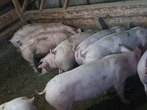 Soldanei de carne 45-50 kg - imagine 4