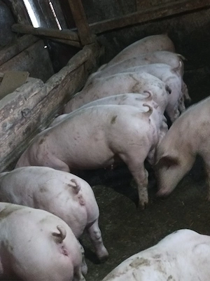 Soldanei de carne 45-50 kg - imagine 2