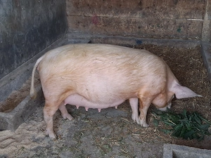 vând scroafă gestantă la prima fătare  - imagine 2