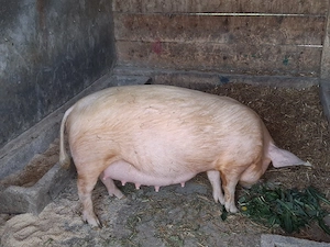 vând scroafă gestantă la prima fătare 