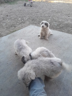 donez cățelușii  - imagine 3