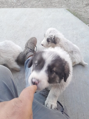 donez cățelușii  - imagine 2