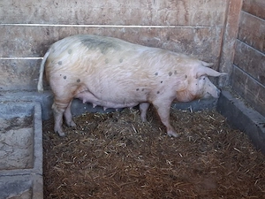 vând scroafă gestantă la prima fătare  - imagine 2