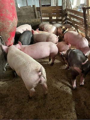 Soldani de 40 kg ,disponibili 30 buc