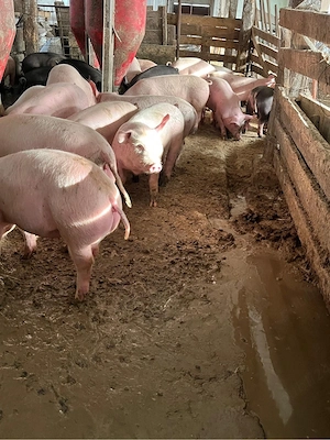 Soldani de 40 kg ,disponibili 30 buc - imagine 2