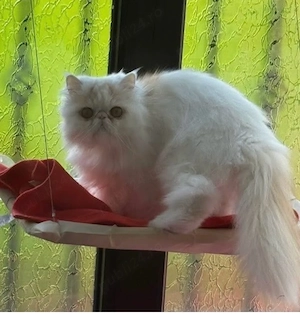 Pisica persana cu pedigree