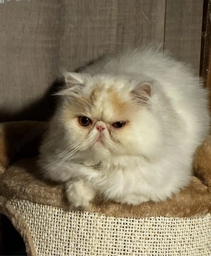 Pisica persana cu pedigree - imagine 3