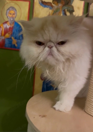 Pisica persana cu pedigree - imagine 2