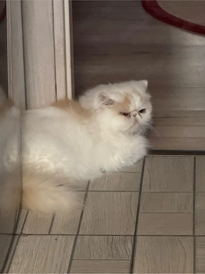 Pisica persana cu pedigree - imagine 4