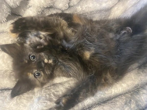 pisicuță pufoasă  - imagine 3