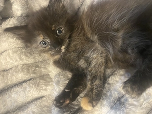 pisicuță pufoasă  - imagine 2