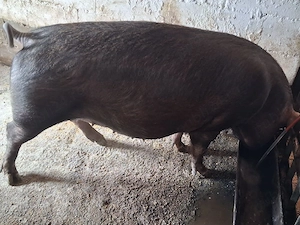 vand scroafa gestanta duroc, cu monta artificiala petrain 200kg a doua fatare 3500 lei - imagine 2