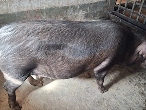 vand scroafa gestanta duroc, cu monta artificiala petrain 200kg a doua fatare 3500 lei - imagine 3