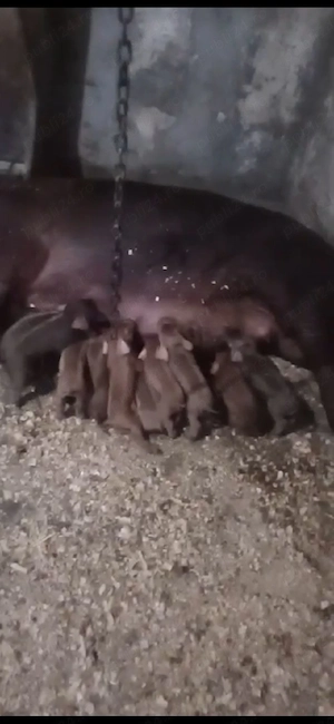 vand scroafa gestanta duroc, cu monta artificiala petrain 200kg a doua fatare 3500 lei - imagine 5