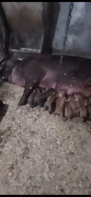 vand scroafa gestanta duroc, cu monta artificiala petrain 200kg a doua fatare 3500 lei - imagine 4