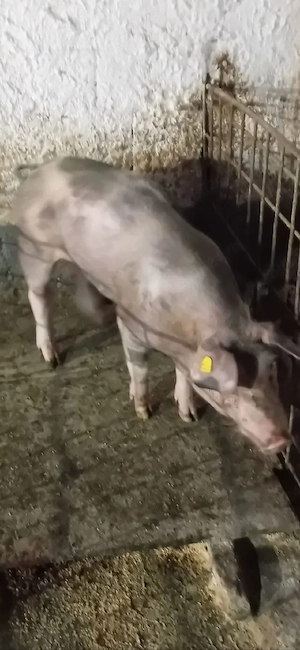 vand vier Petrain 5 luni,70 kg bun de monta provine din parinti foarte masivi 120lei  - imagine 2