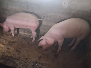 vand 2 scrofite ptr reproductie sau ingrasare ,4 luni ,marele alb cu pic ,50kg +,1000 lei buc  - imagine 2