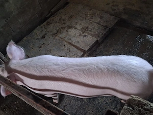 vand 2 scrofite ptr reproductie sau ingrasare ,4 luni ,marele alb cu pic ,50kg +,1000 lei buc  - imagine 4