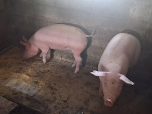 vand 2 scrofite ptr reproductie sau ingrasare ,4 luni ,marele alb cu pic ,50kg +,1000 lei buc 