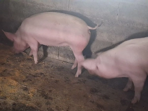 vand 2 scrofite ptr reproductie sau ingrasare ,4 luni ,marele alb cu pic ,50kg +,1000 lei buc  - imagine 3