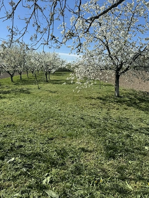 Vând casa Tășnad  - imagine 5