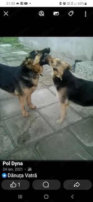 Două femele ciobănesc german  - imagine 3